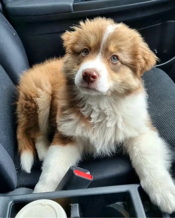 Terry - Australian Shepherd Puppy
